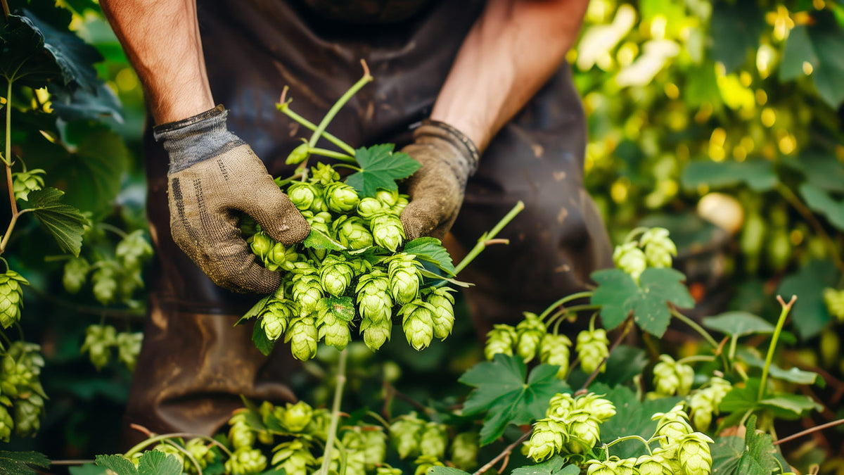 A Comprehensive How-To for Making Your First Beer Infusion